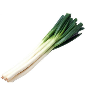 2021 Export Natural Great Value Chinese Shandong Long Fresh Green Onion